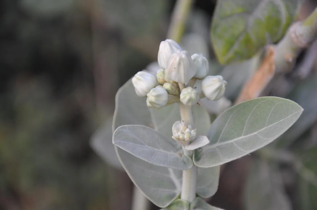 White Eruku Plant thumbnail 2